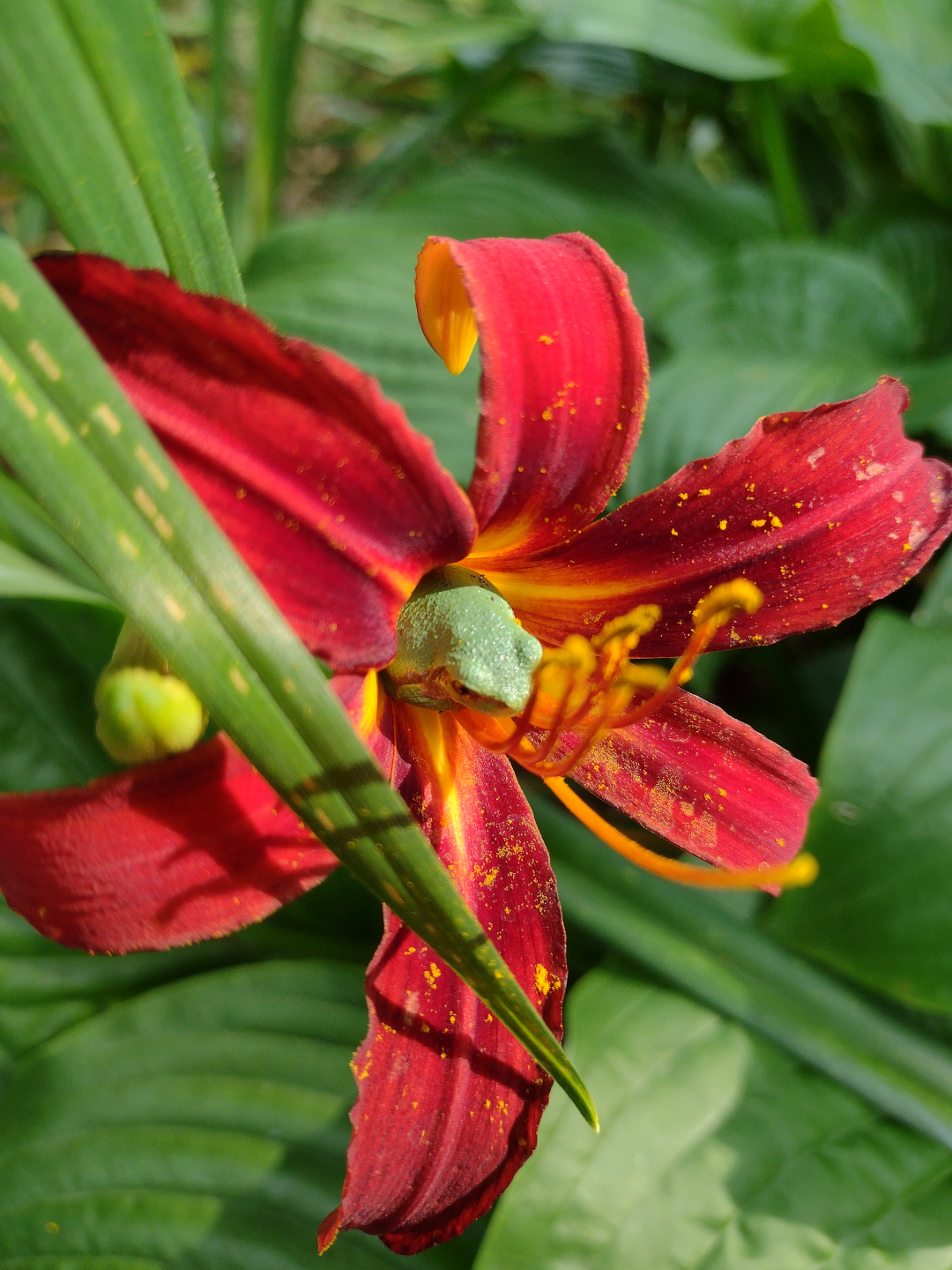 vivid daylily