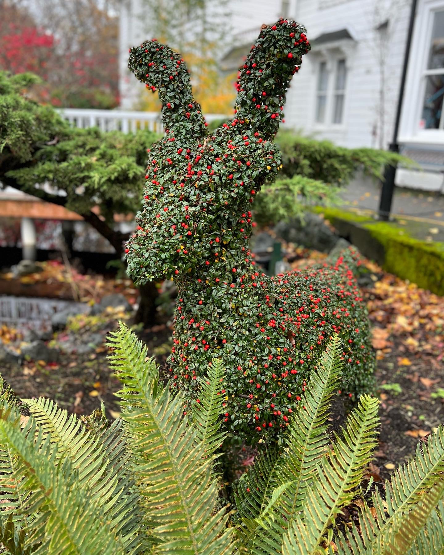 topiary, made from carefully trimmed Cotoneaster