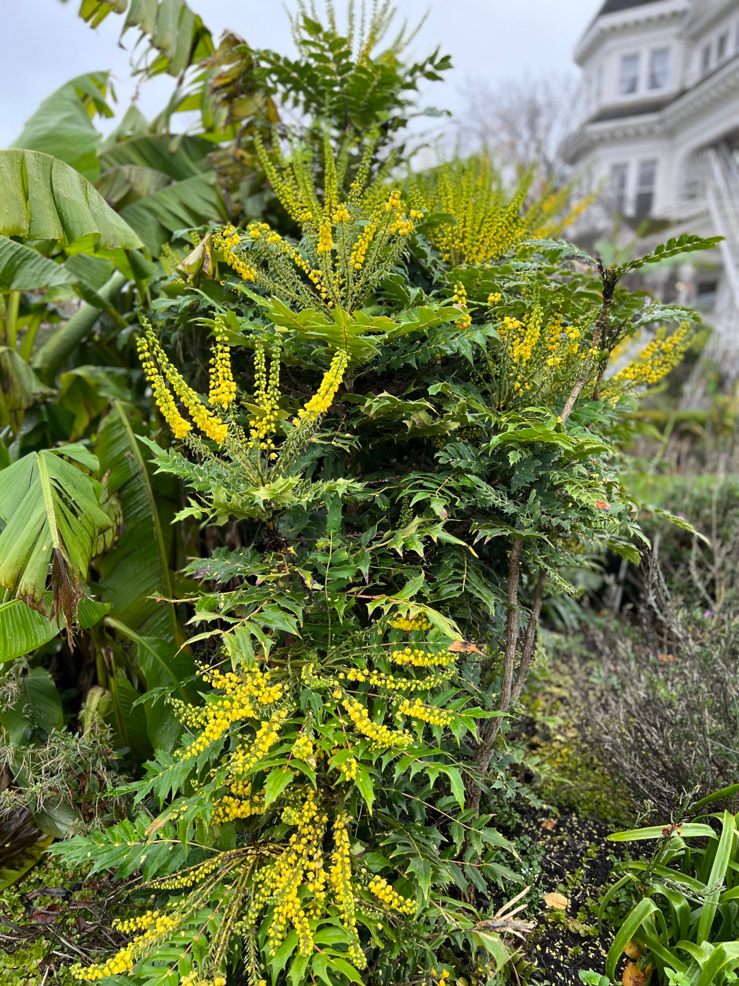 mahonia blooms