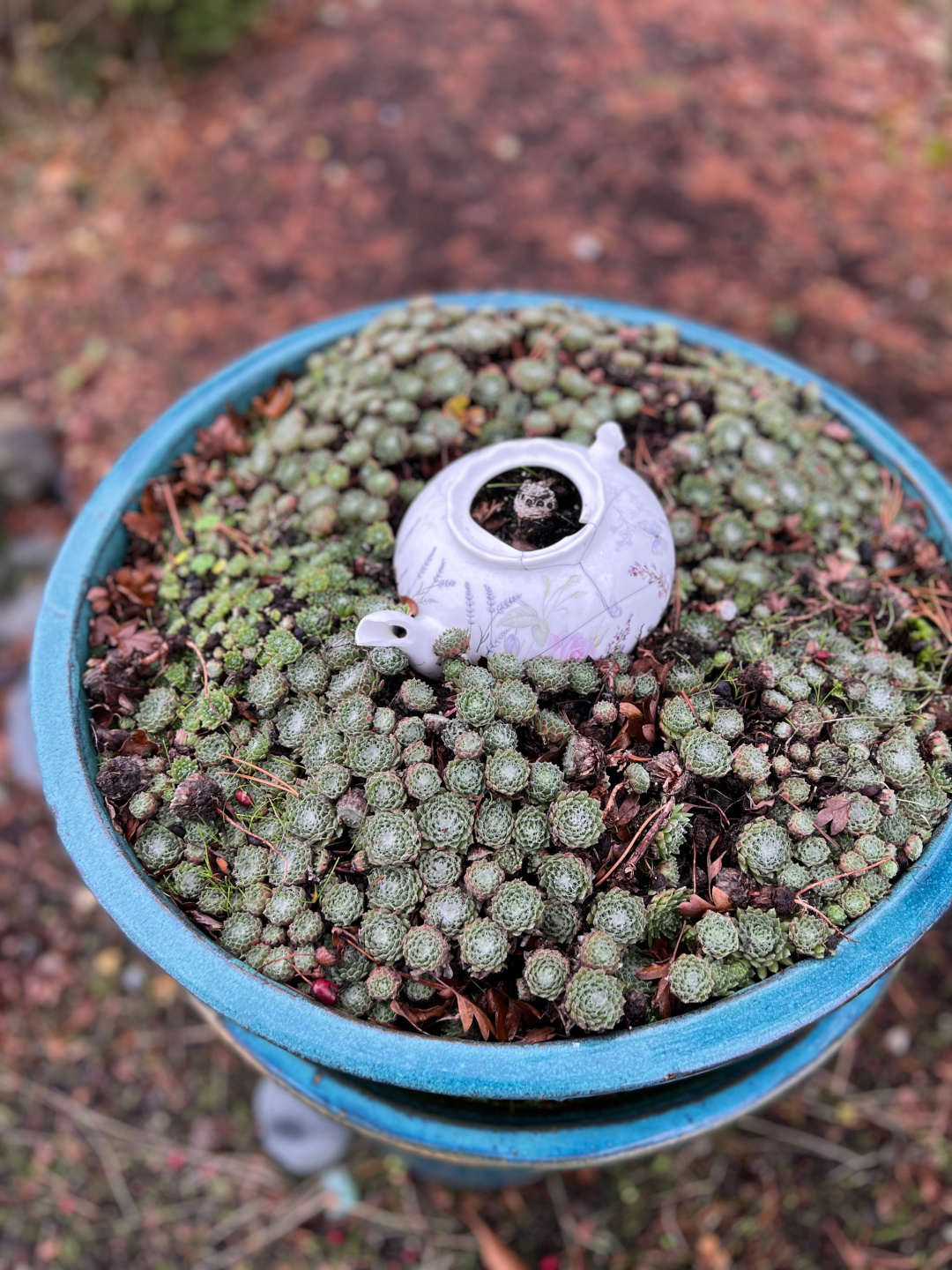 A sweet little container of hens and chicks