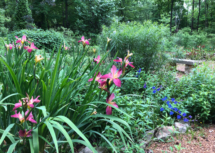 rain garden