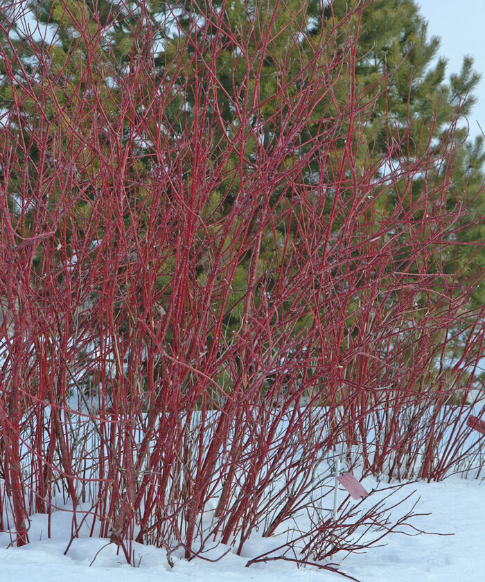 red twig dogwood