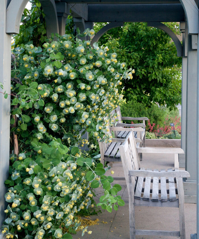 flowering vine on a porch