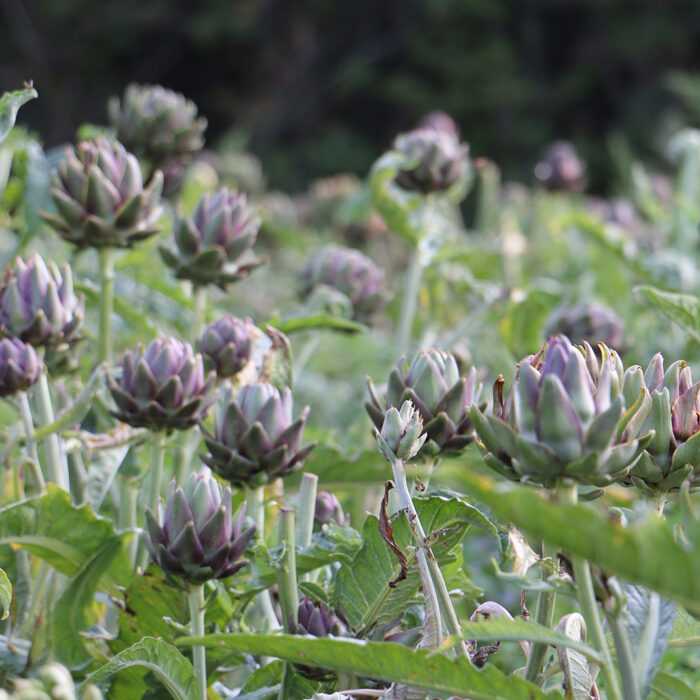 artichokes