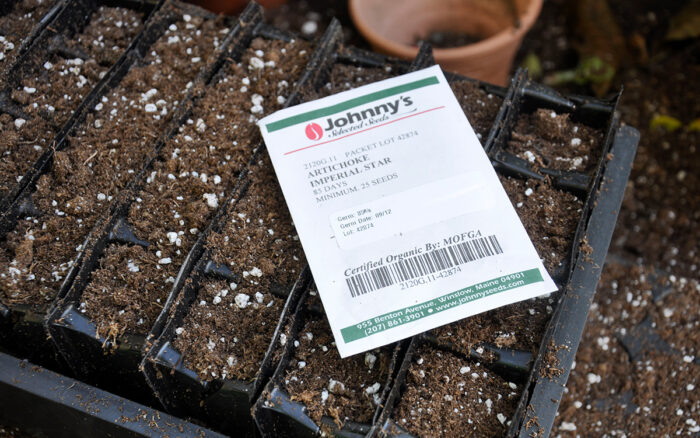 Growing Artichokes in the Northeast - Fine Gardening