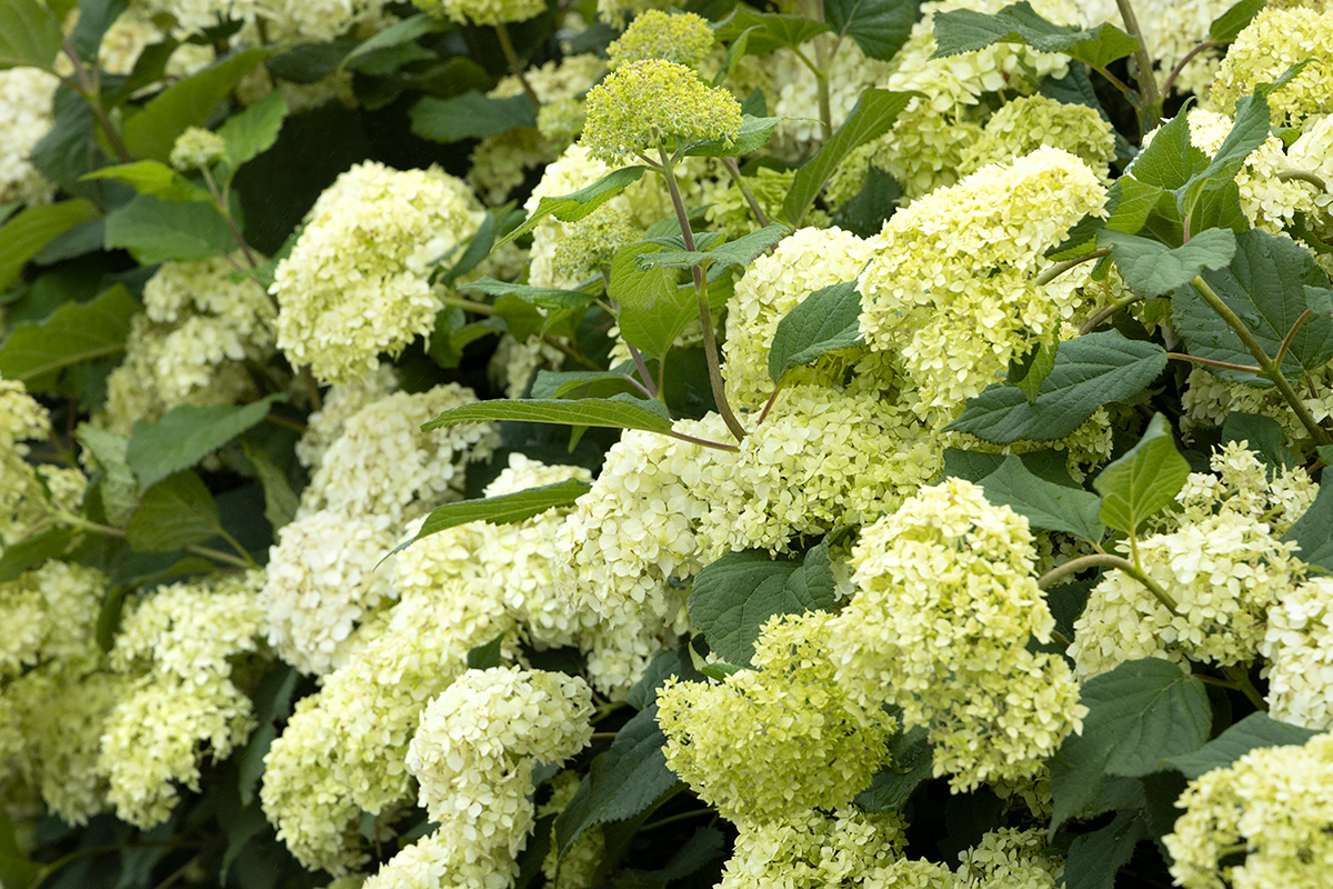 Image of Seaside Serenade hydrangea in a hedge, white flowers