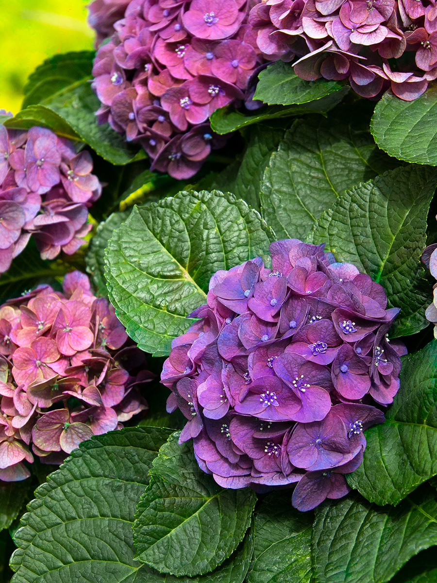 New Hydrangeas For The Northern Plains Fine Gardening   RGNP FEB 42330 Hydrangea Macrophylla HORTMANI Seaside Serenade Newport Credit Doreen Wynja For Monrovia 1 