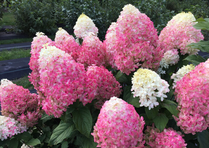 bright pink and white hydrangea