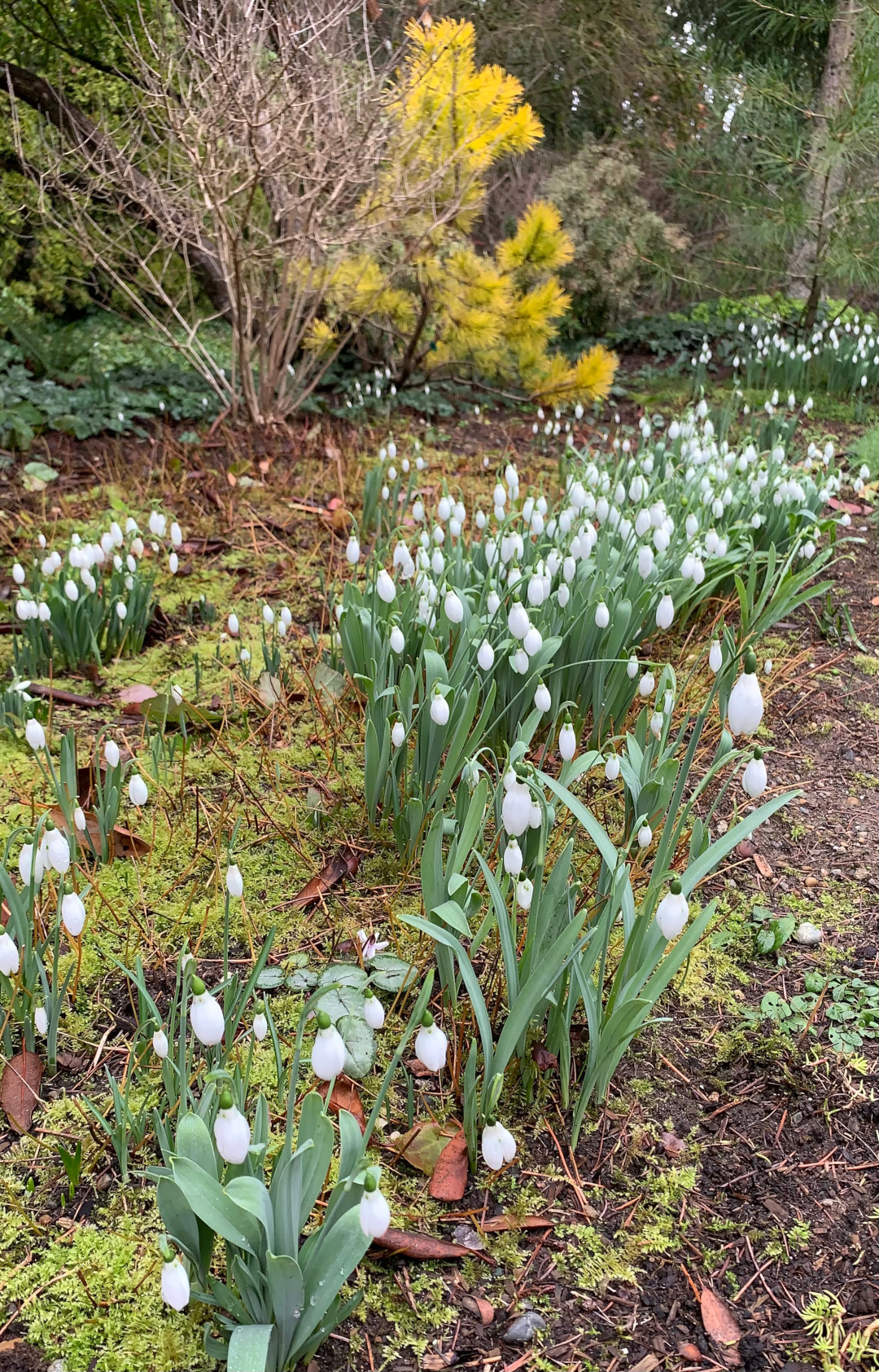 tulips 