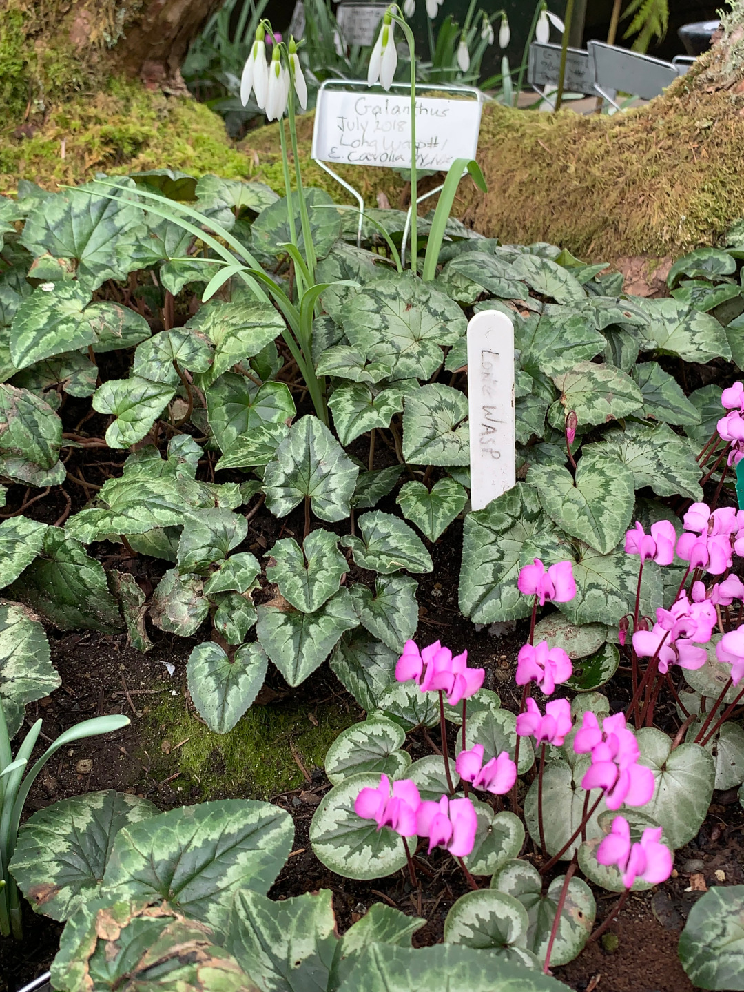 pink flowers of Cyclamencoum