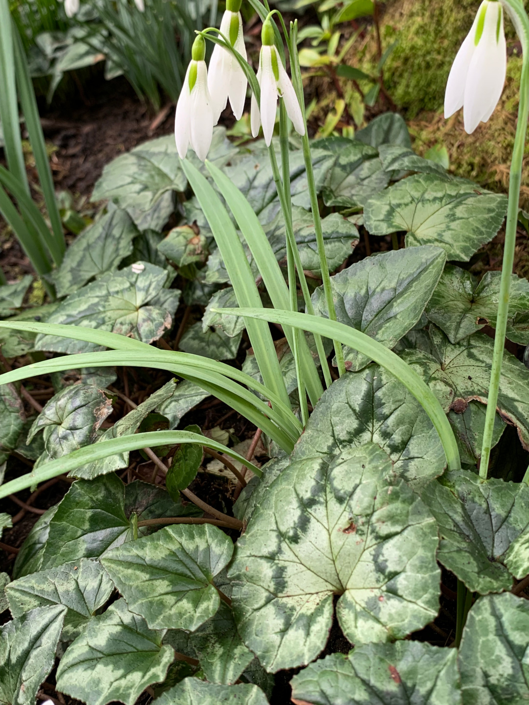 Galanthus ‘Long Wasp’ with Cyclamen