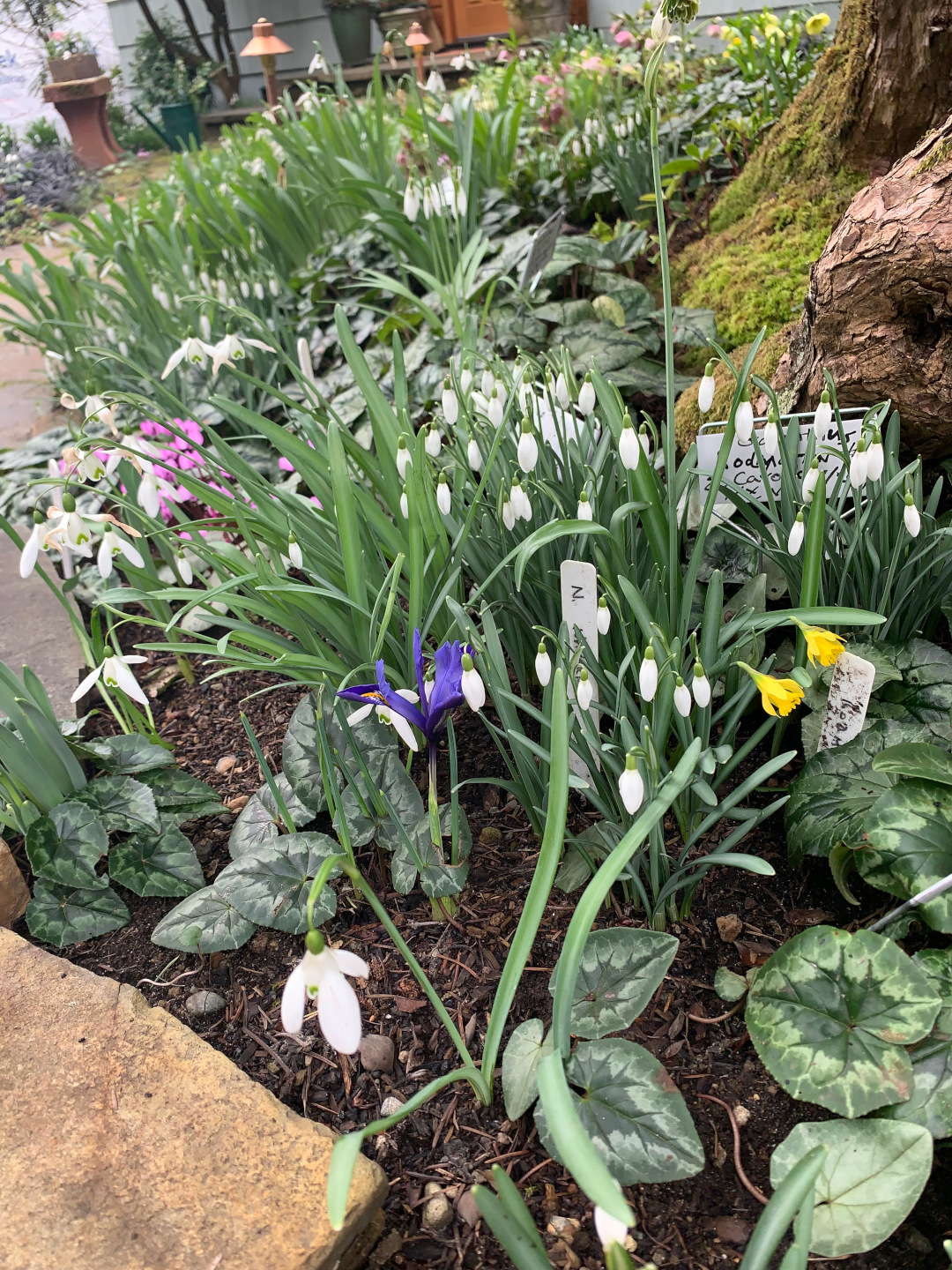 two dwarf Narcissus