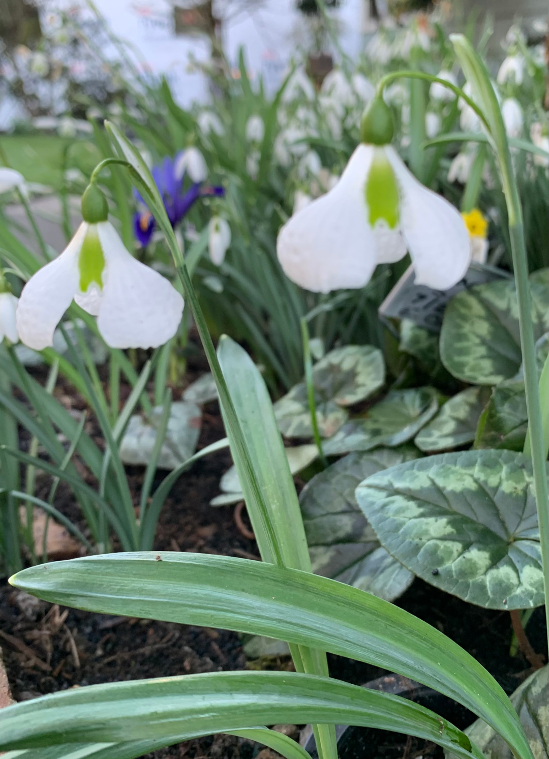 Galanthus plicatus ‘Diggory’