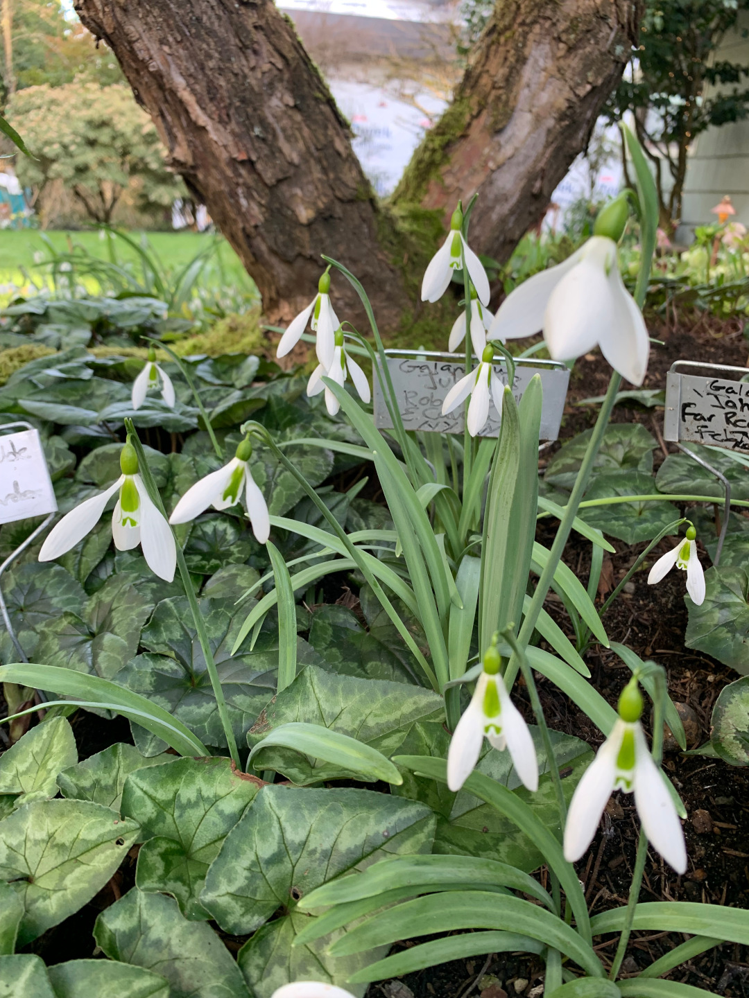 Galanthus ‘Robin Hood’