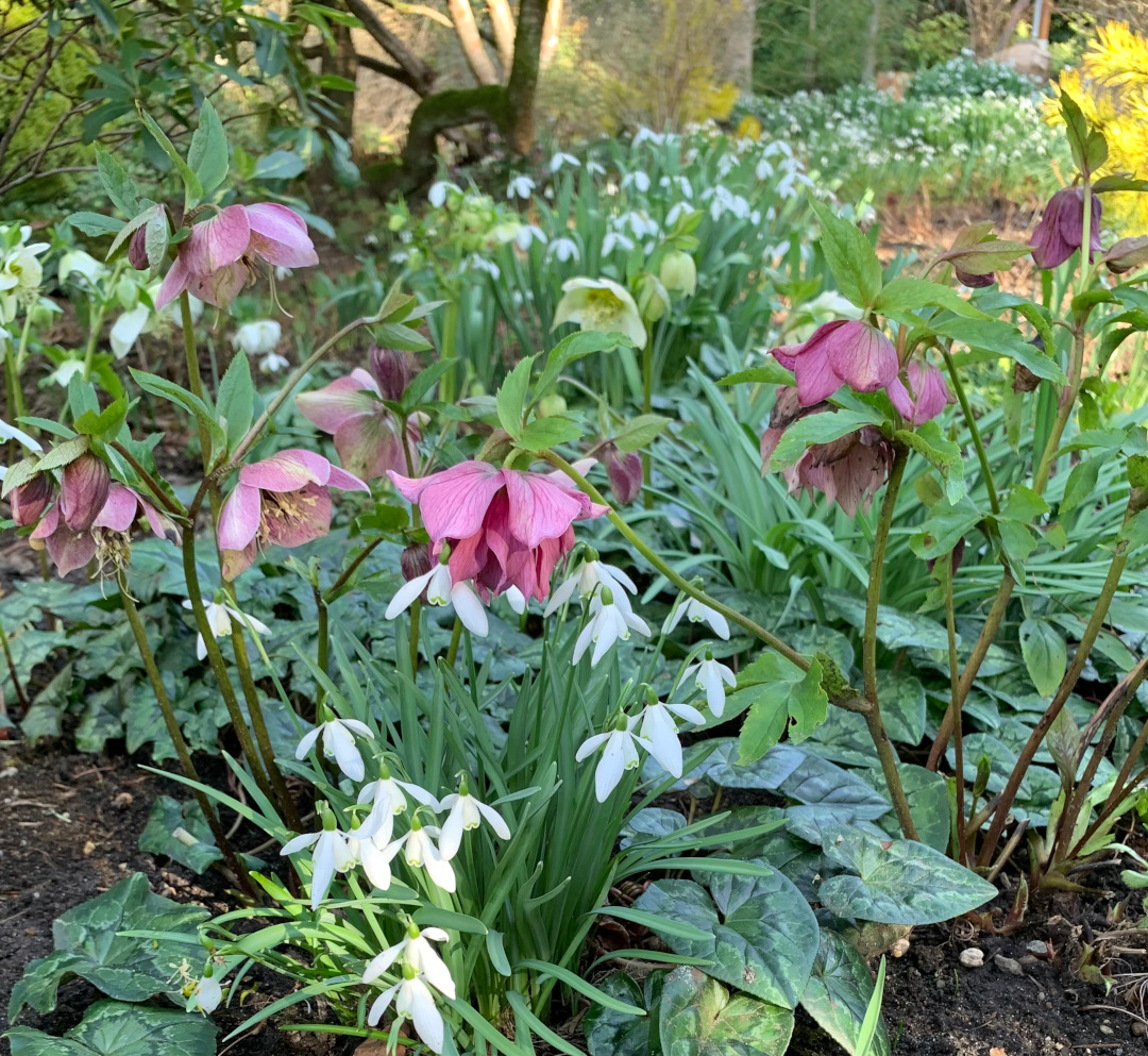 Hellebores