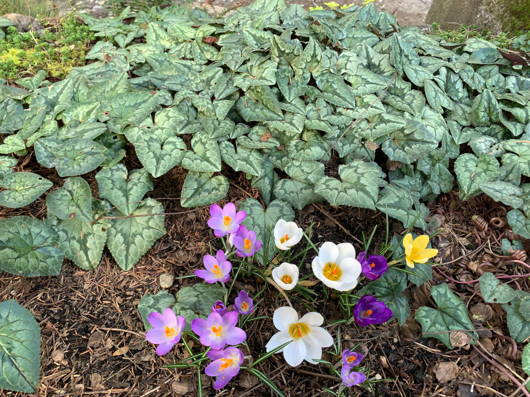 Cyclamen hederifolium and Galanthus