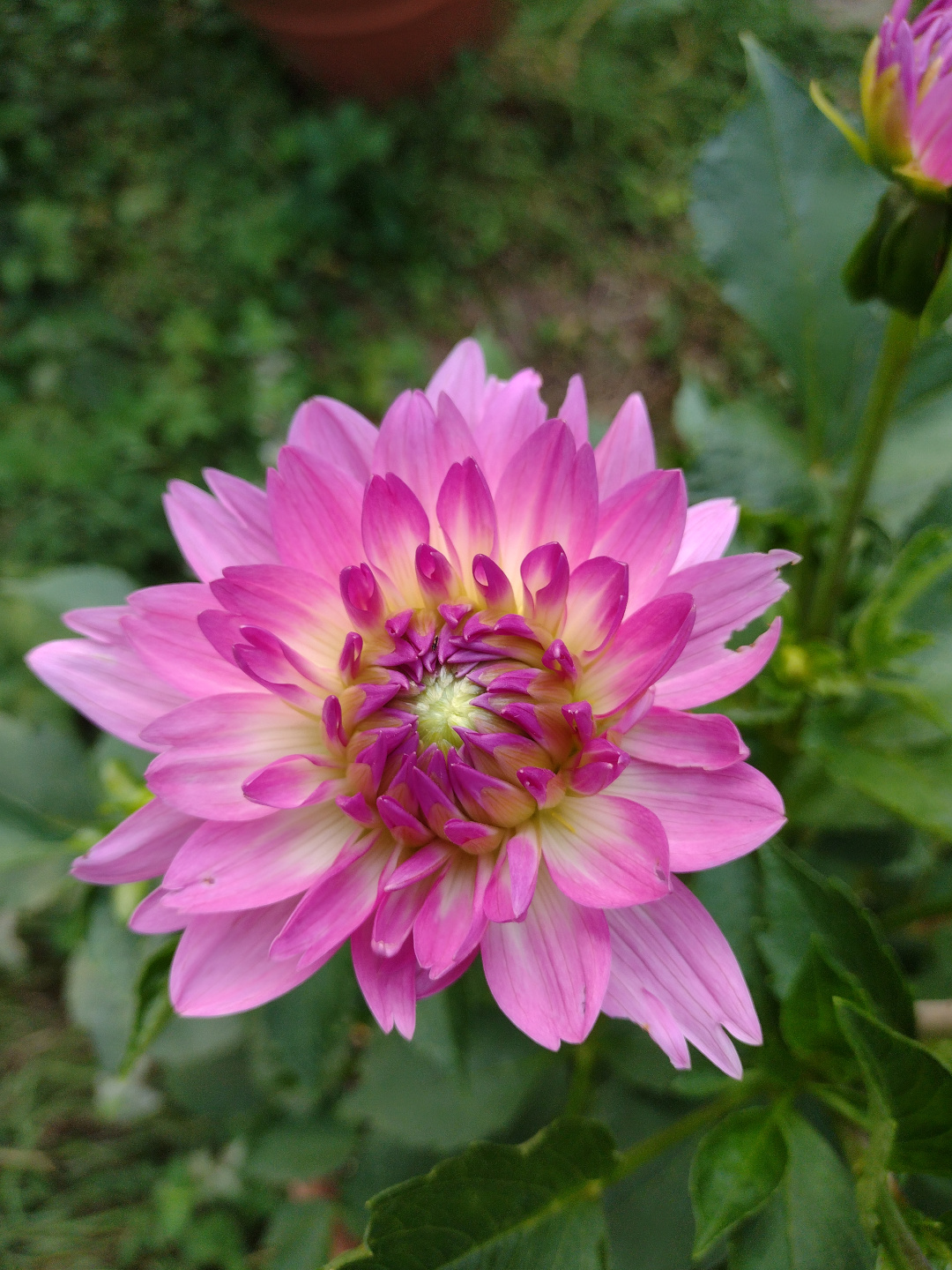 dahlia