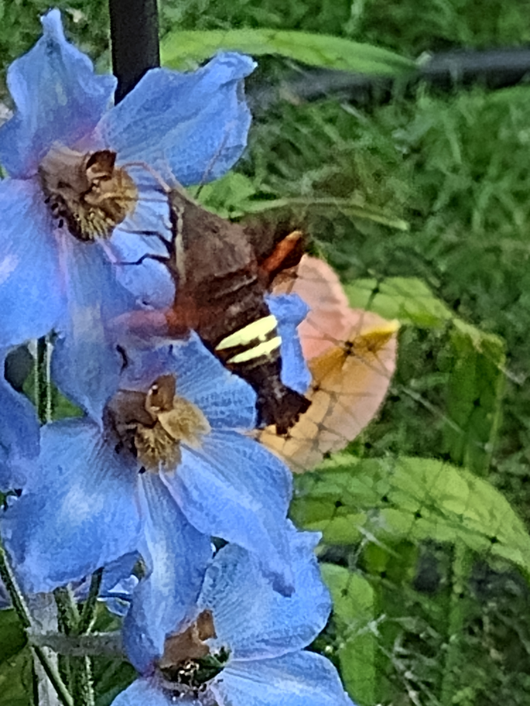 Delphinium elatum