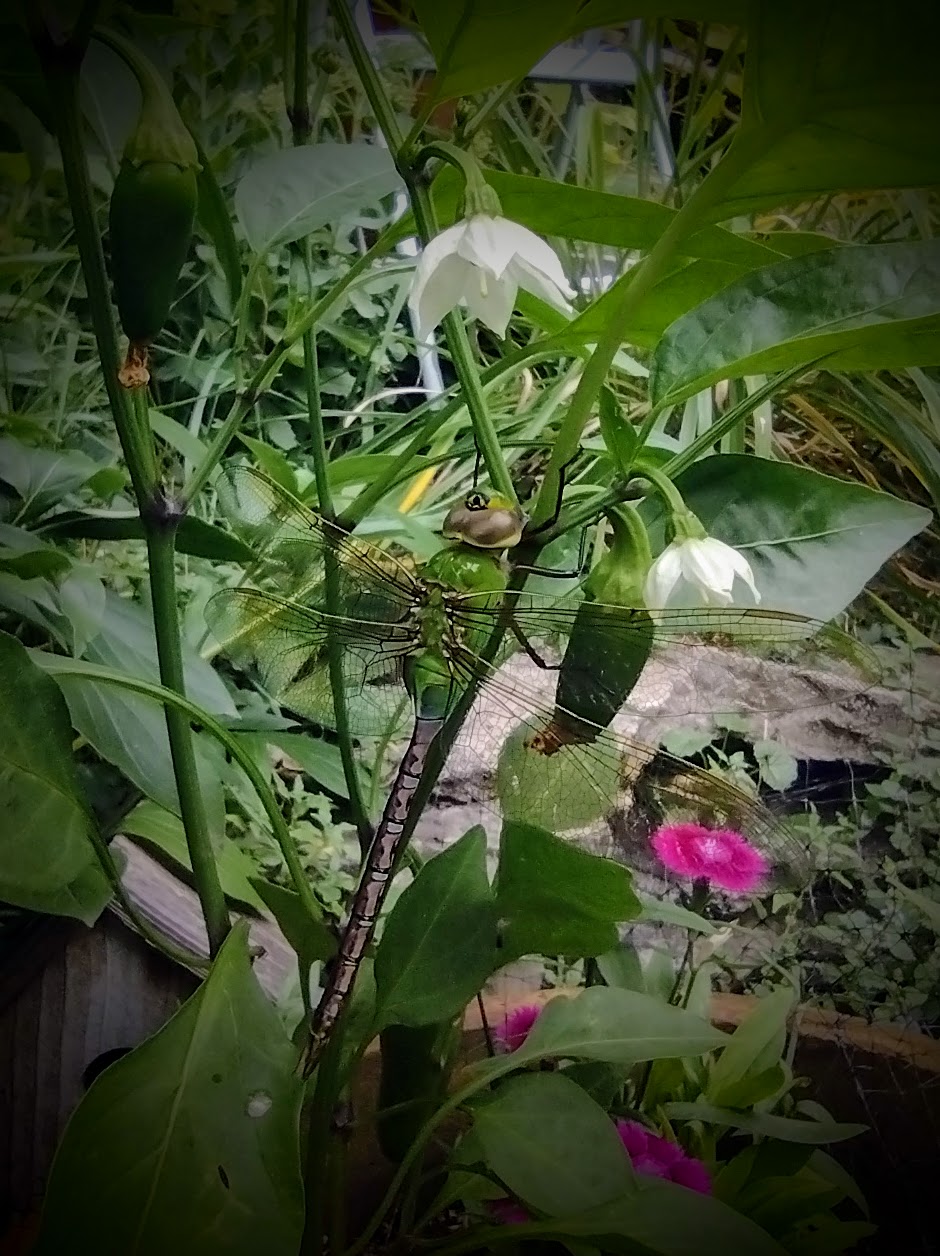 A dragonfly resting on a japaleno plant