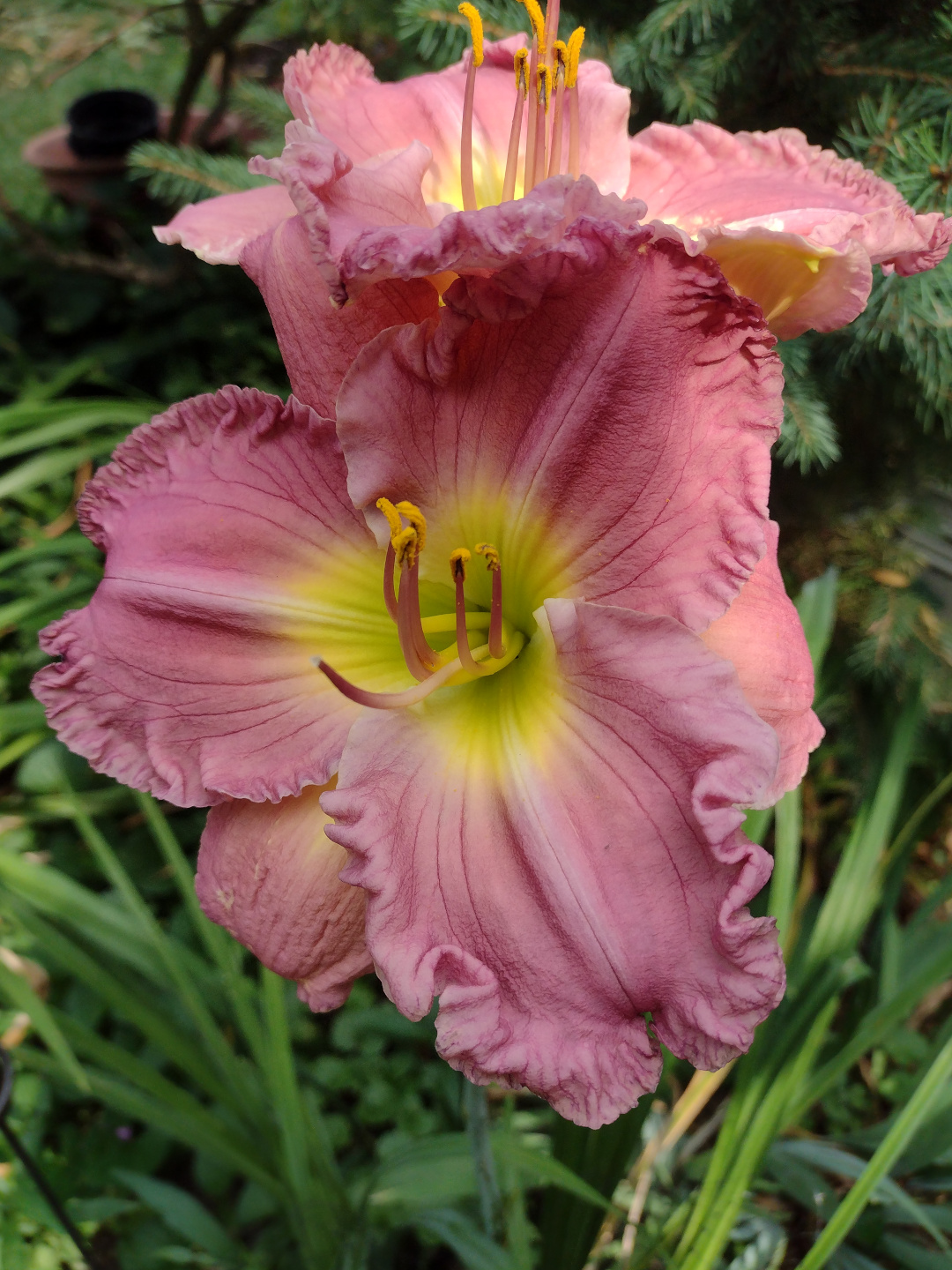 Lavender stardust daylily