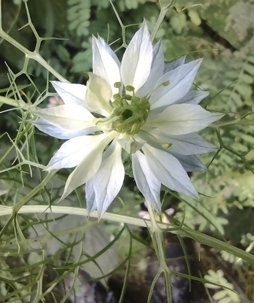 Nigellla