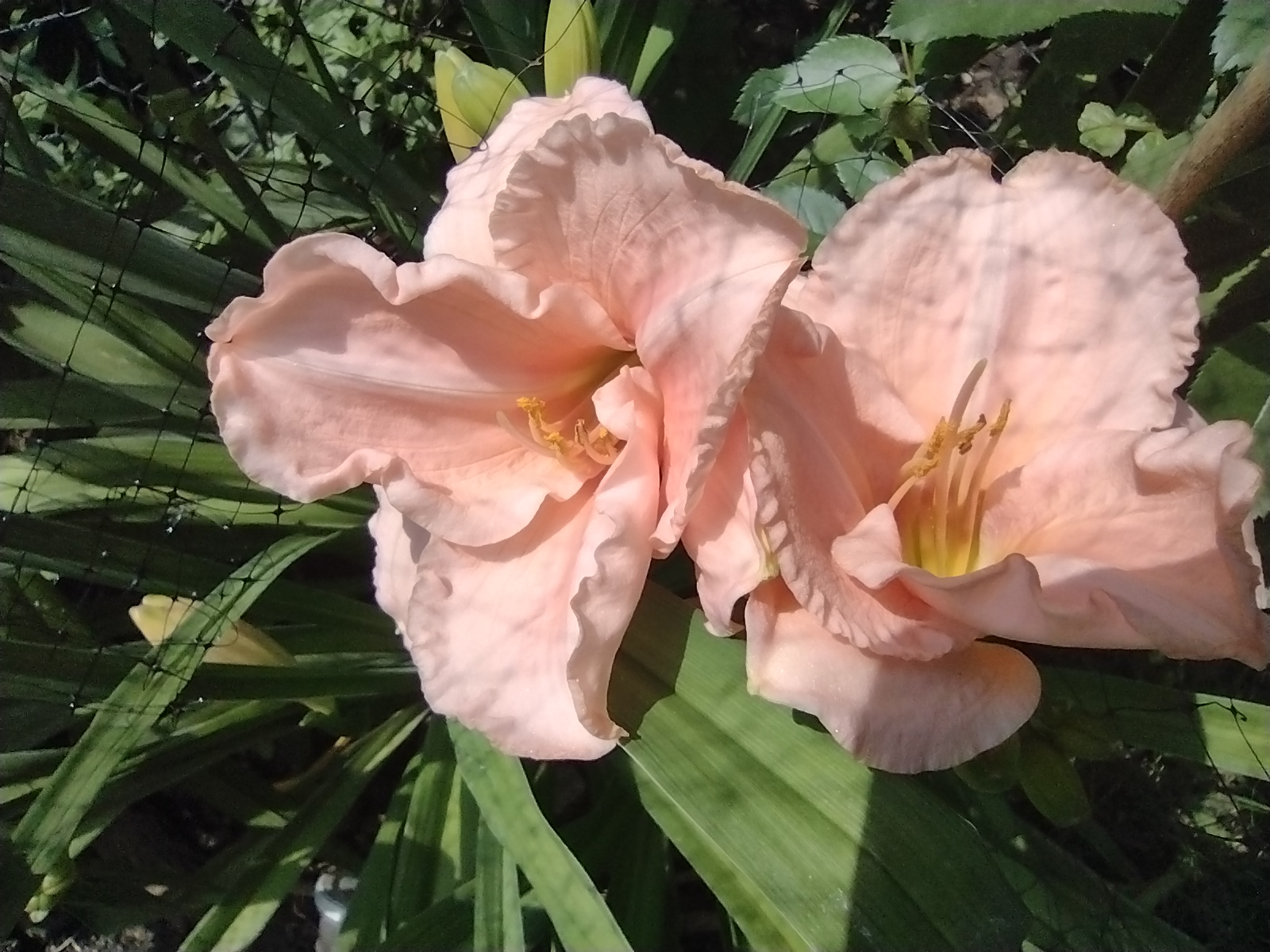 Daylily ‘On and On’