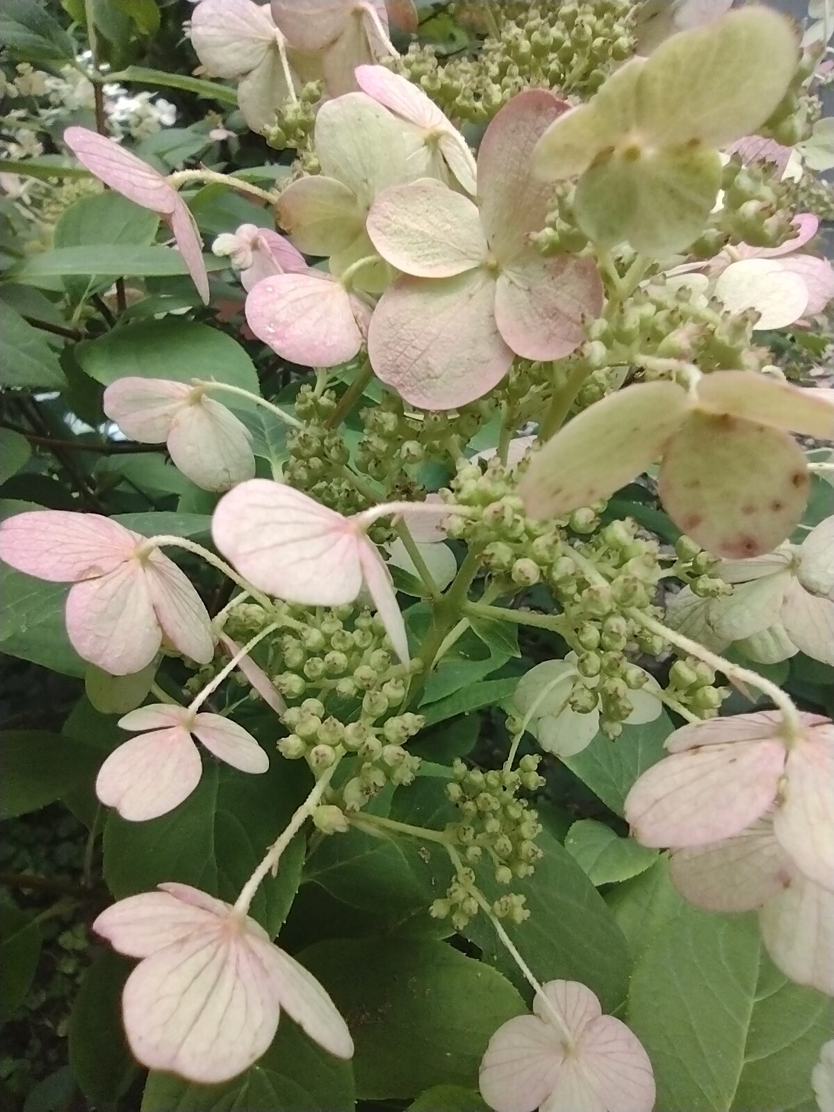 Quickfire hydrangea