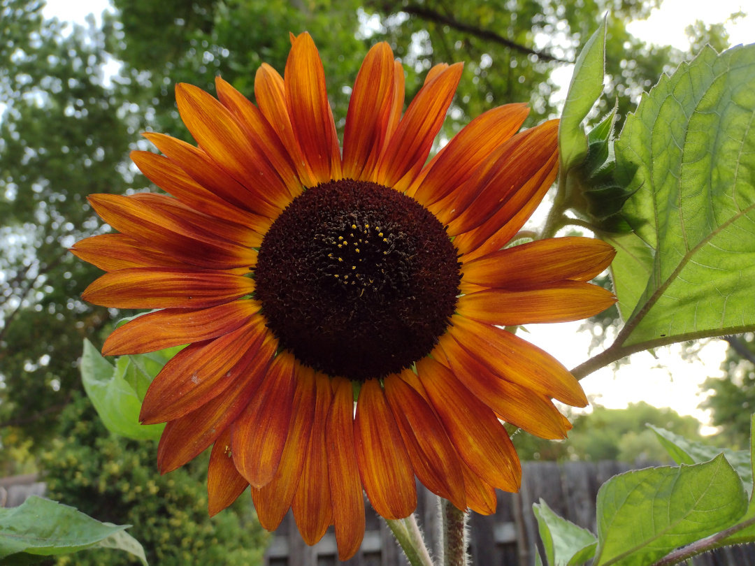 Velvet queen sunflower