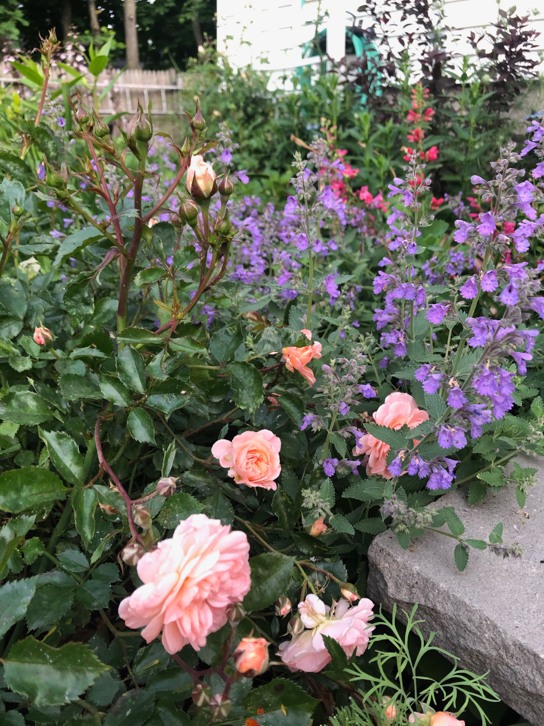 shorter-growing rose, ‘Apricot Drift’