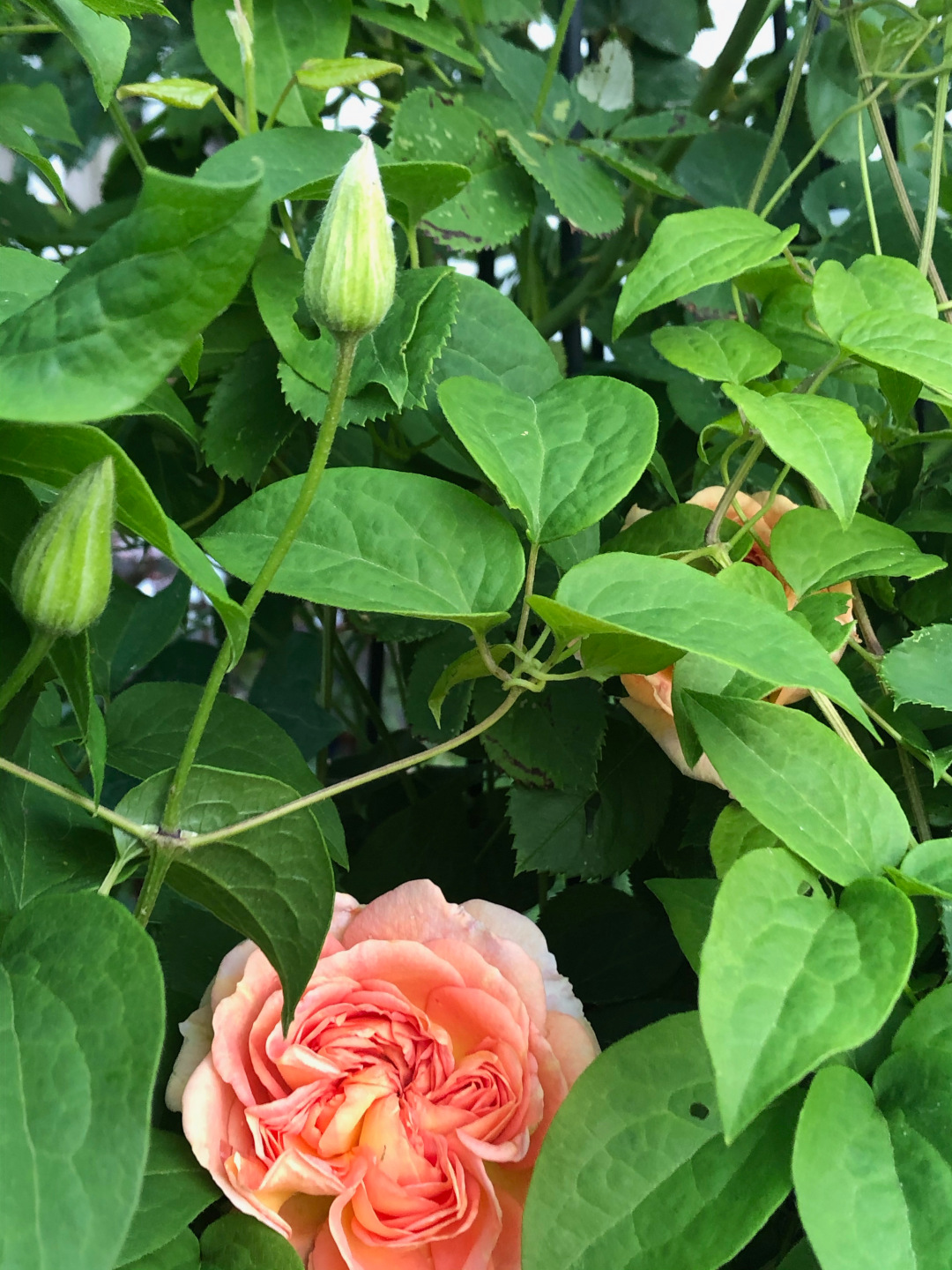 climbing rose called ‘Alchemist’