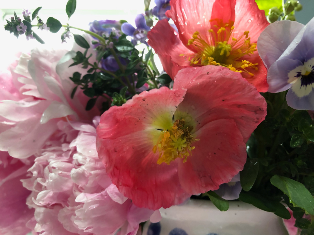 Iceland poppies