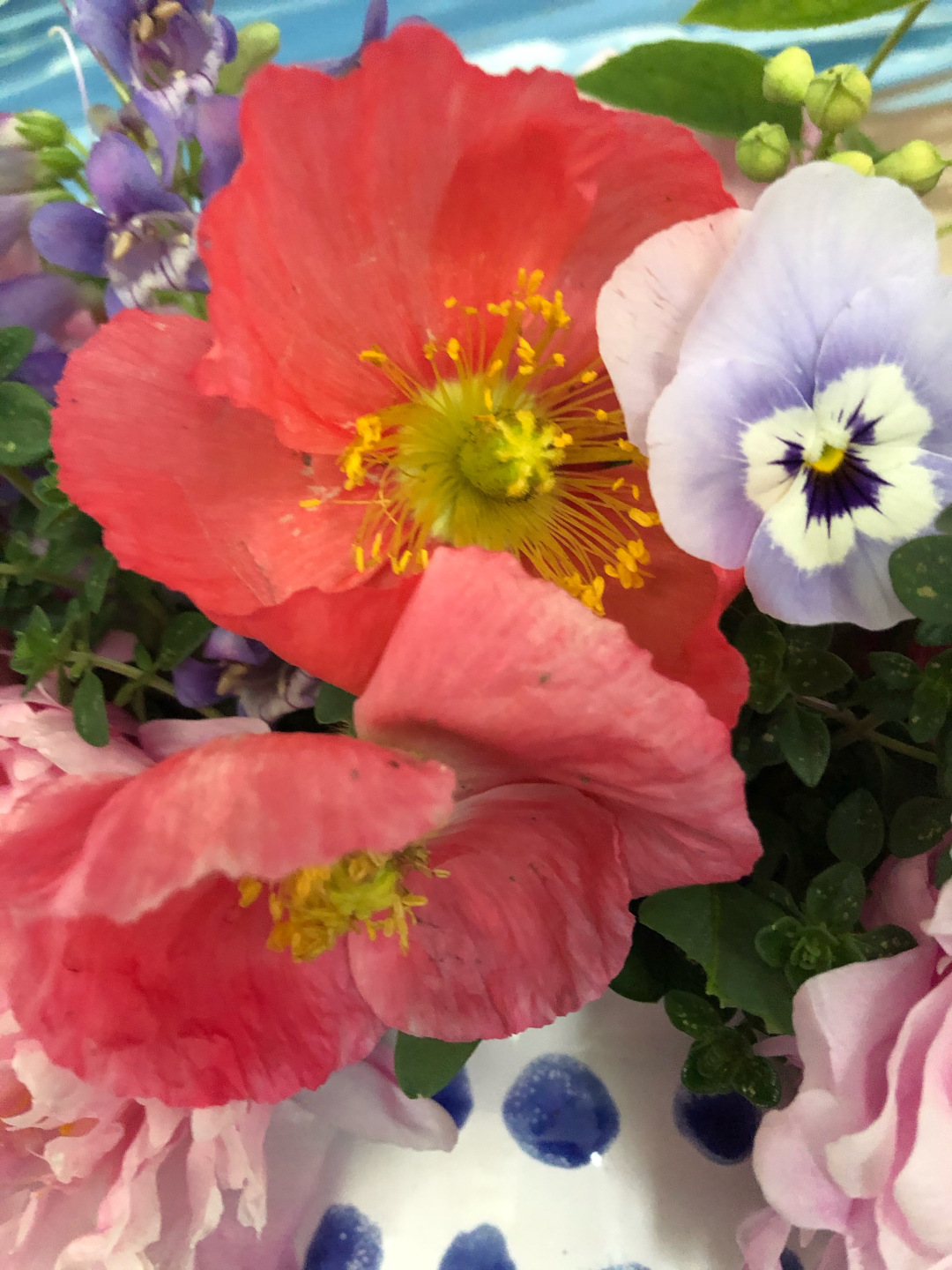 iceland poppies with a lovely viola