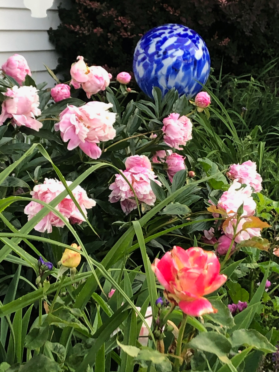 pink peonies