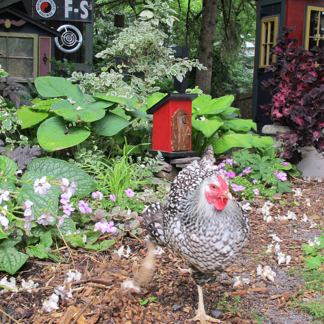 Spock the chicken exploring the garden