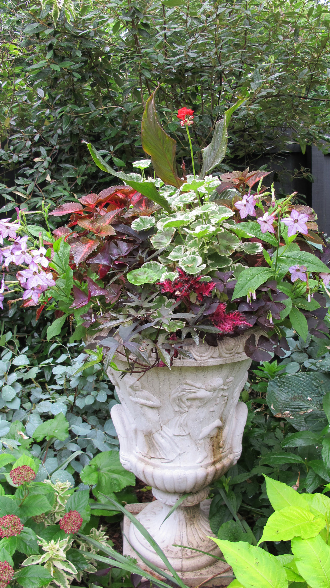 pink nicotiana