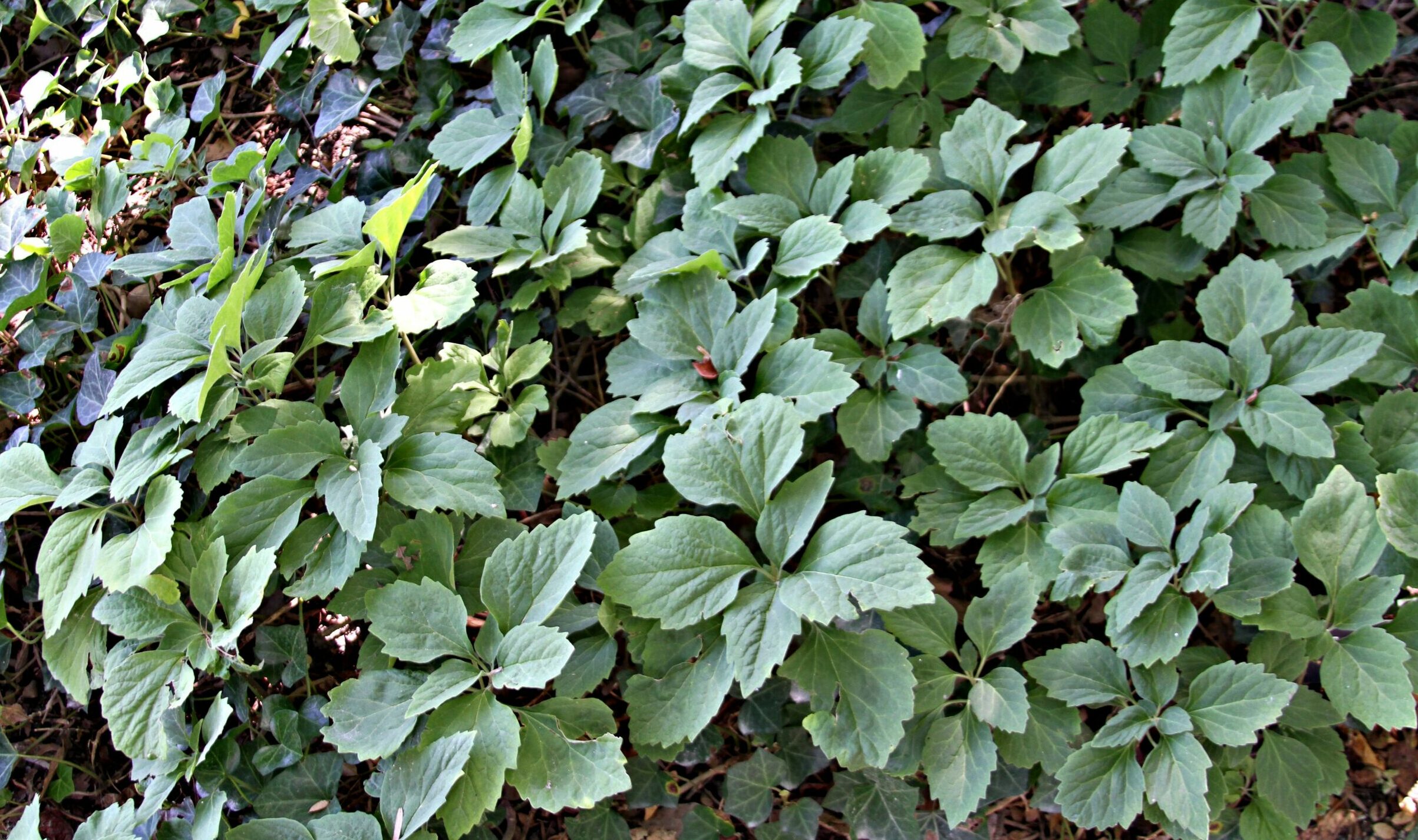 Pachysandra procumbens