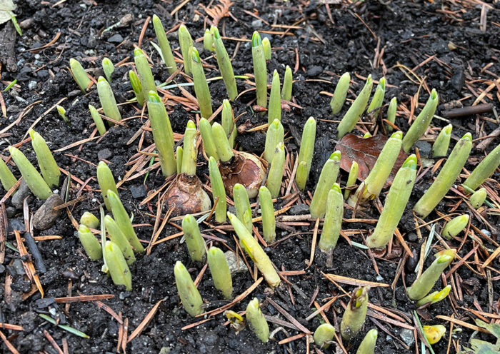 snowdrops sprouting