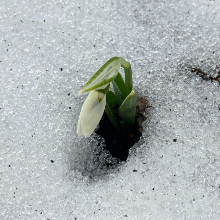 snowdrop growing snow