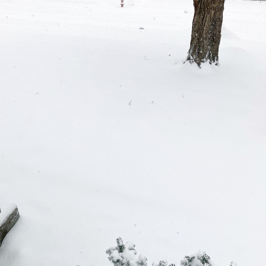 yard covered in snow