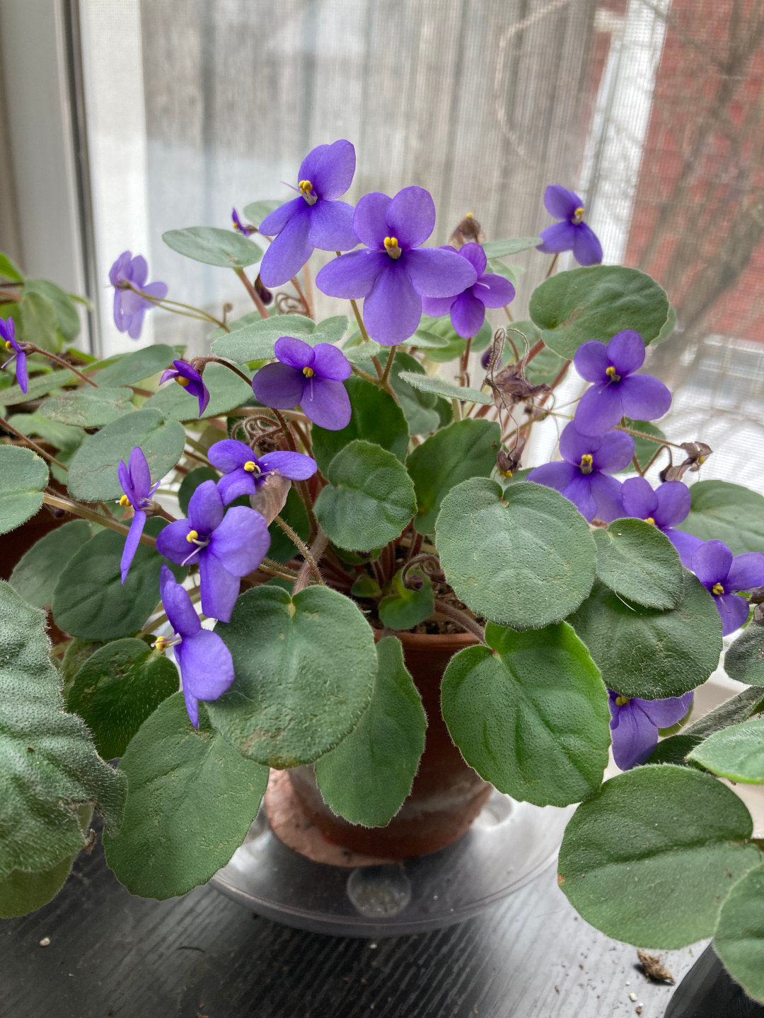 potted African violets in a window