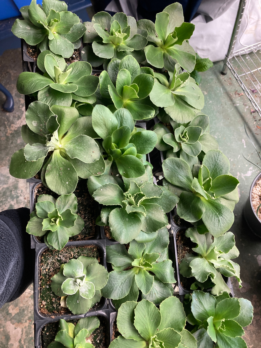 primrose seedlings