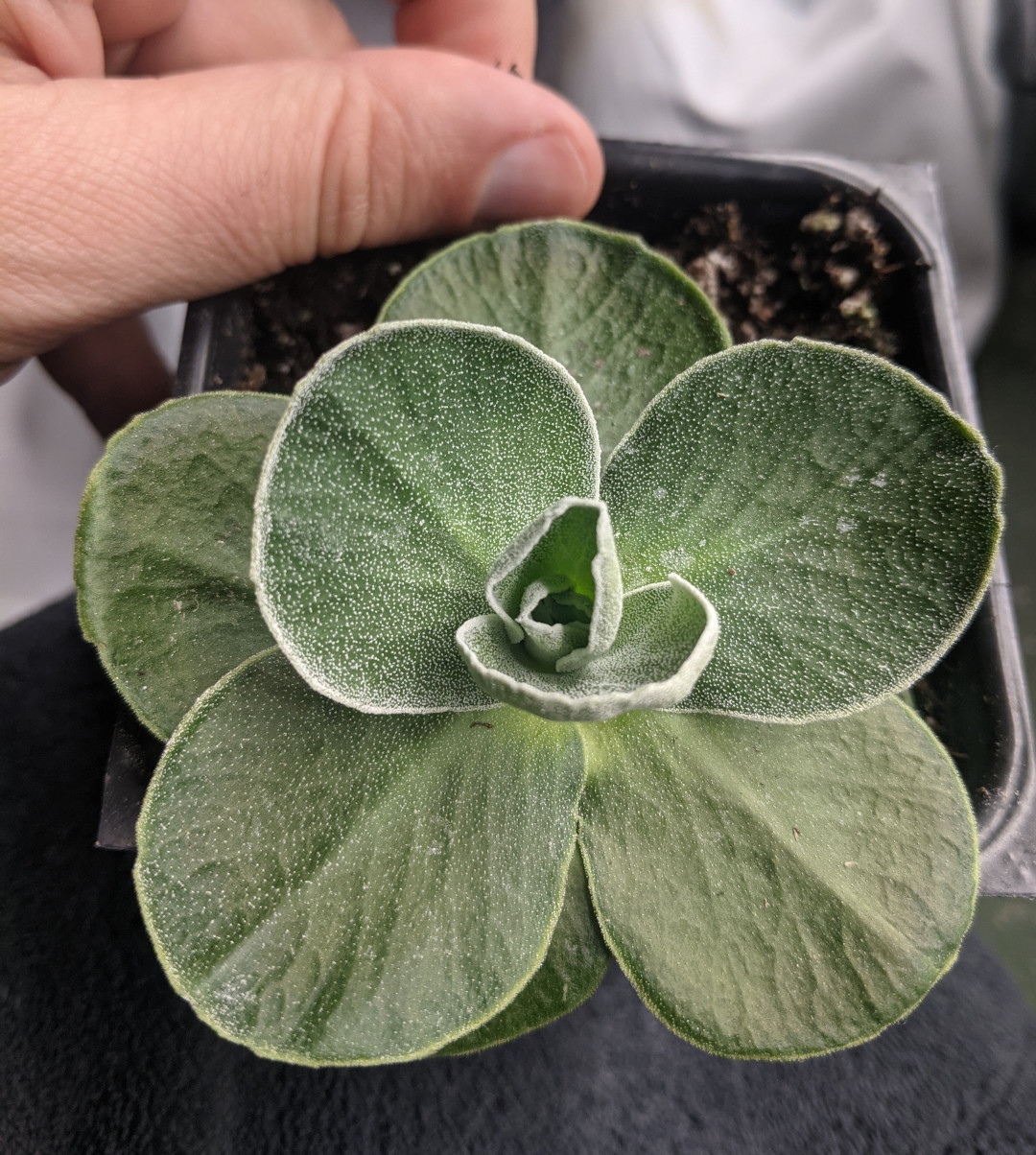 primrose seedling with silver coating