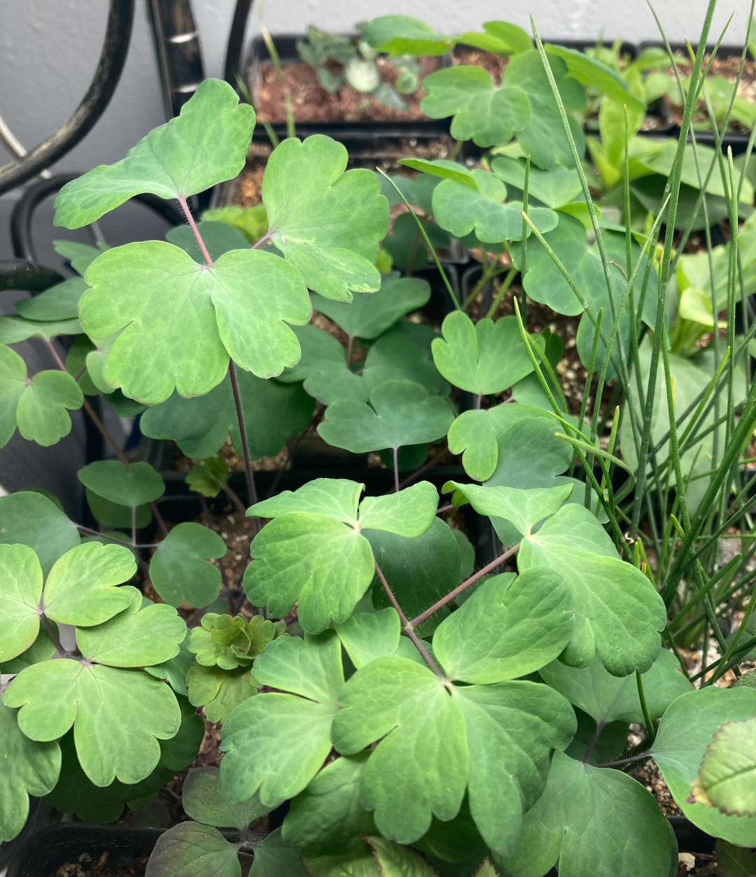 columbine seedlings