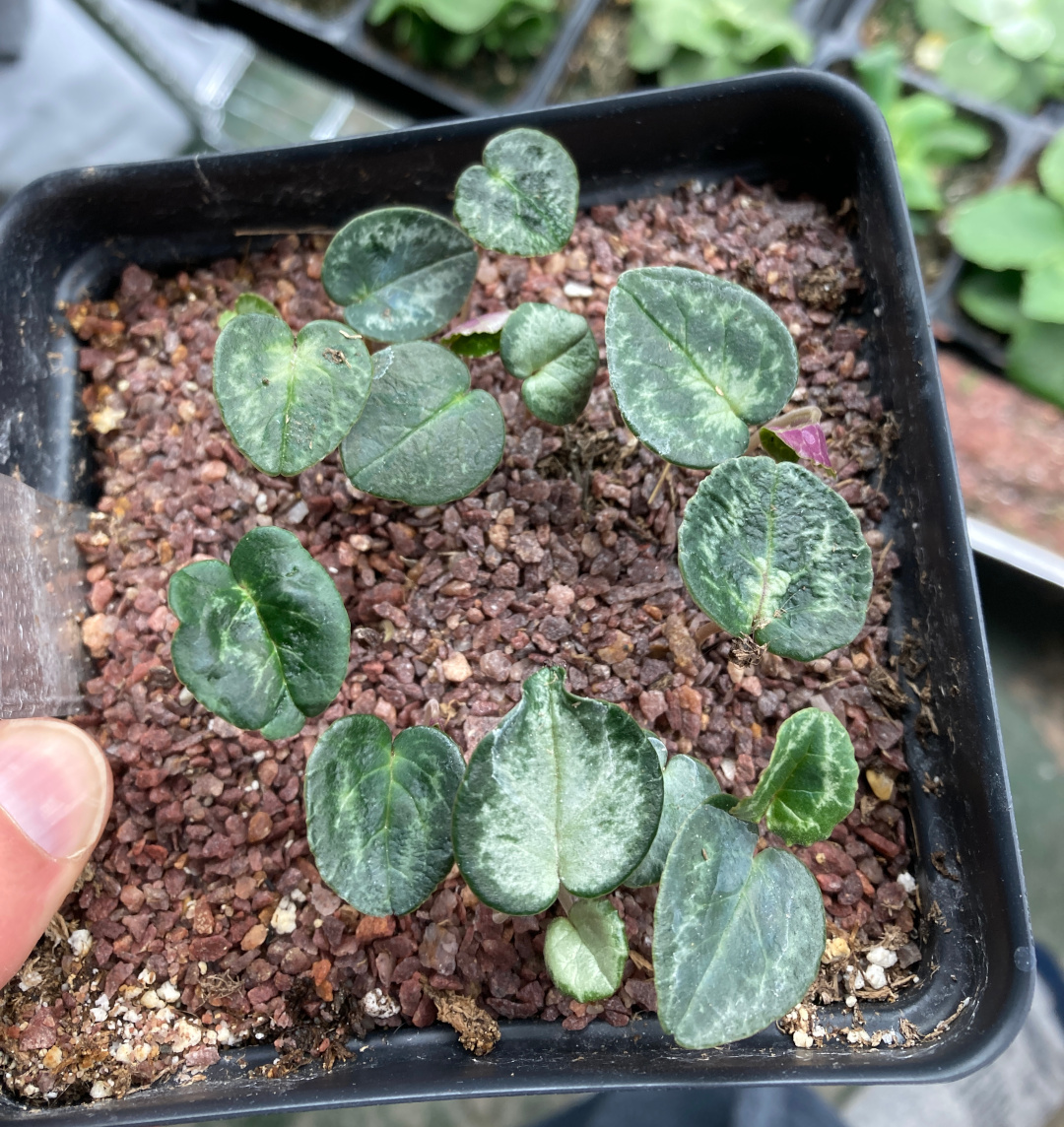 cyclamen seedlings