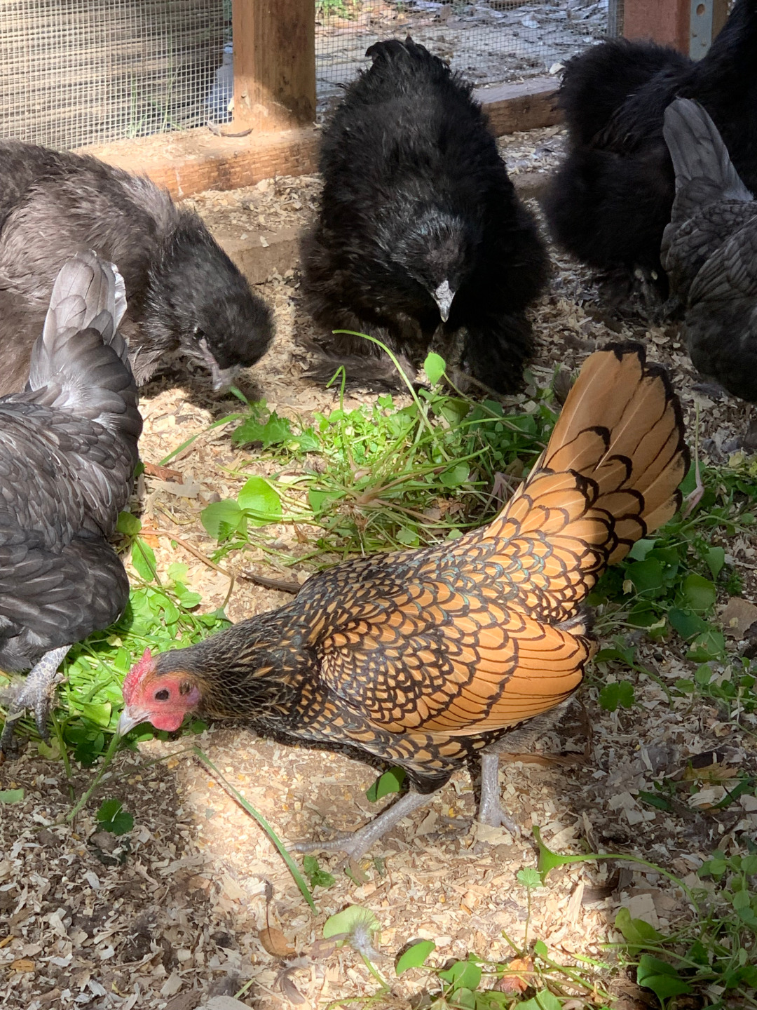 chickens eating from the garden