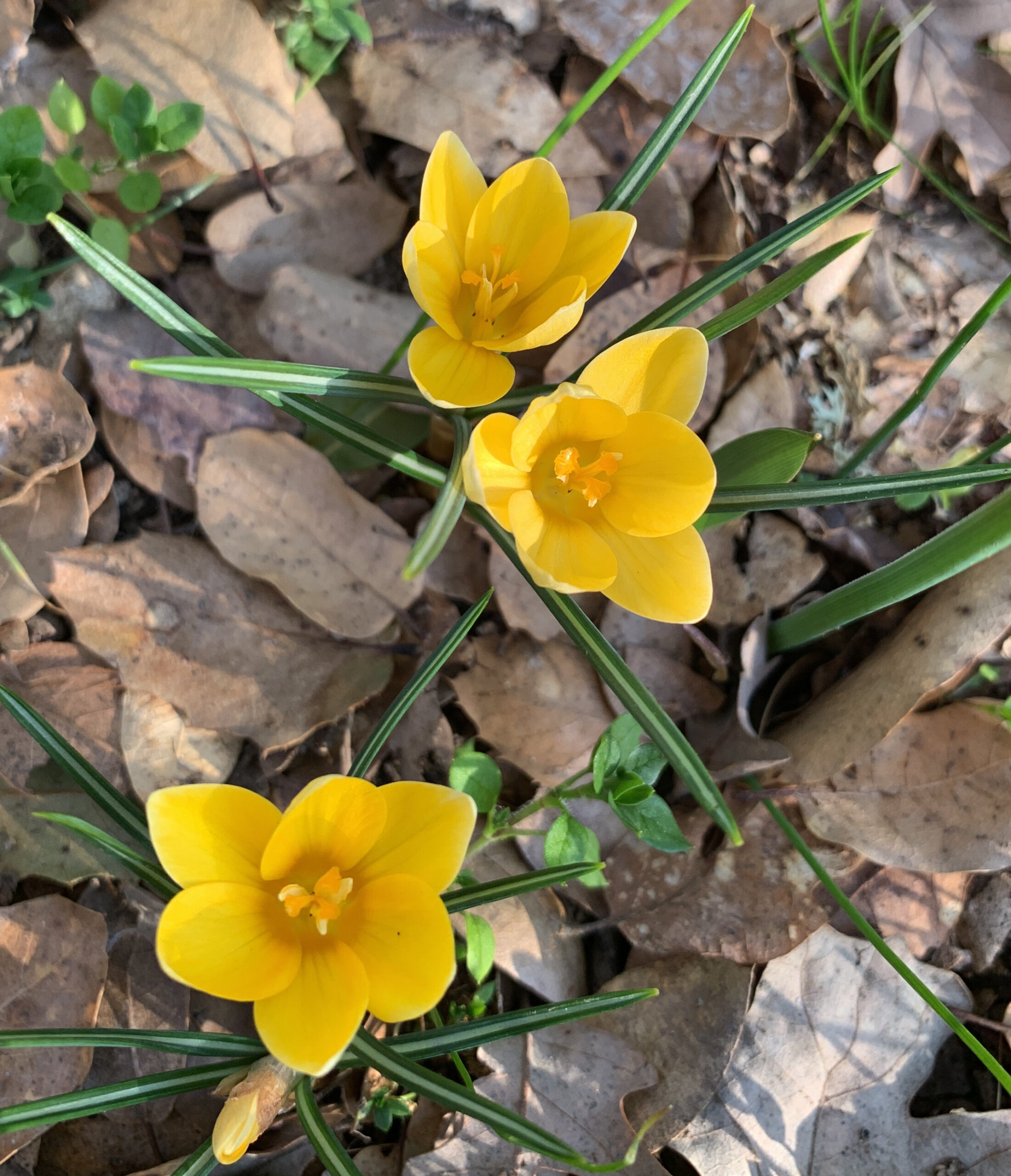 small yellow flowers