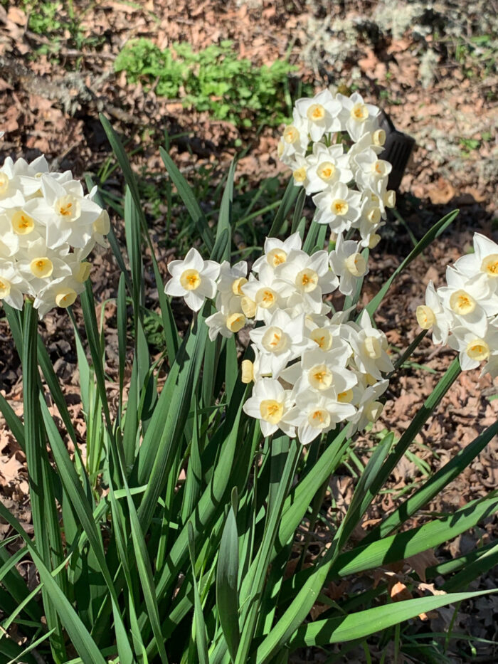 white daffodils