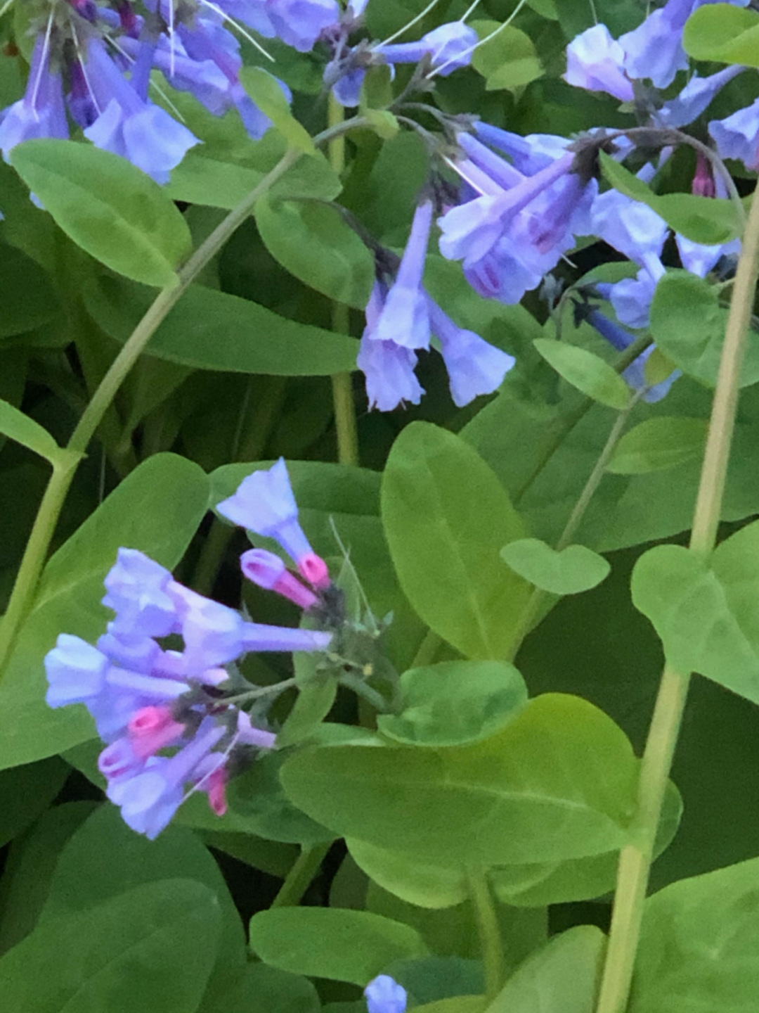 small blue flowers