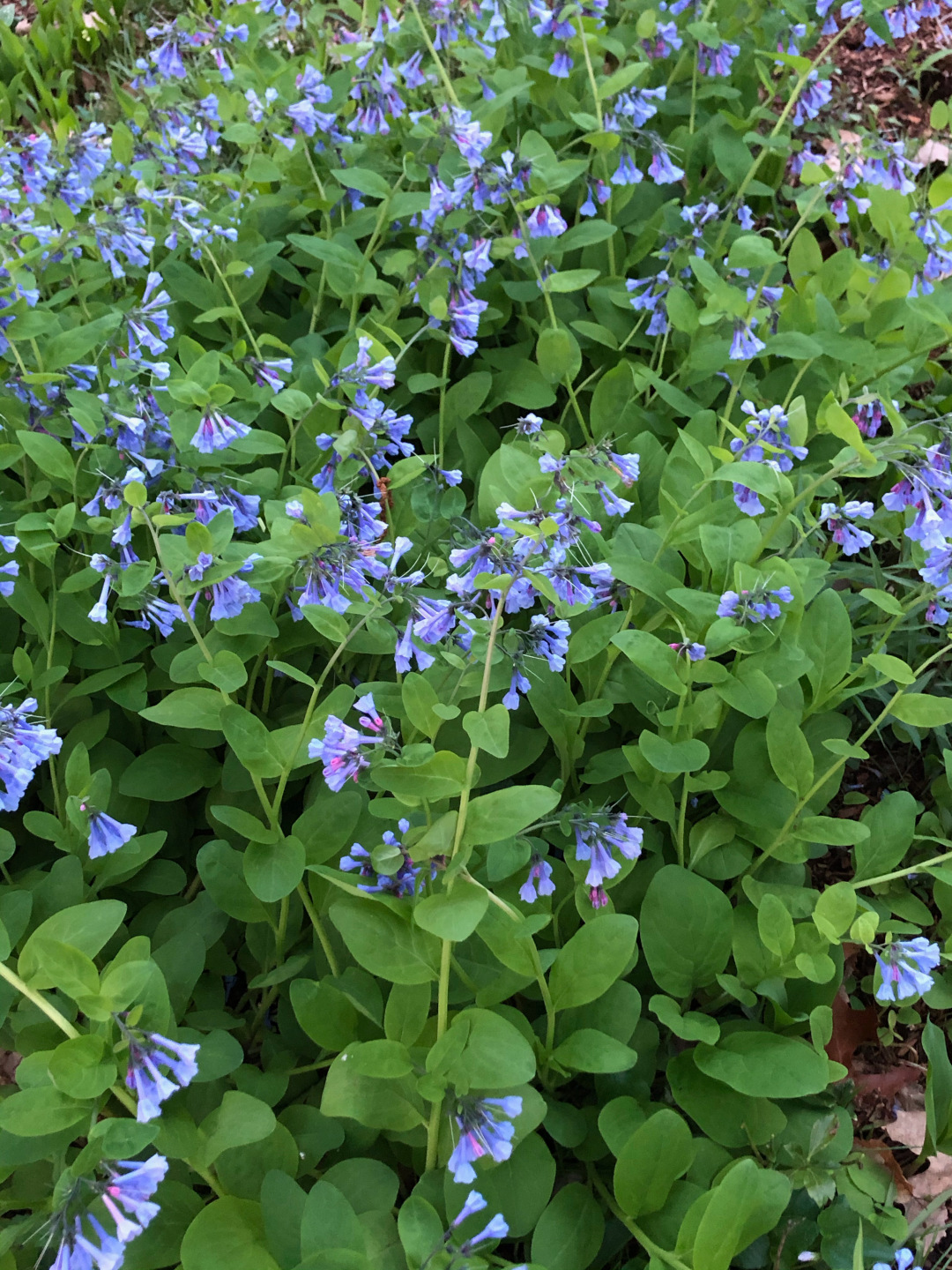 Virginia bluebells