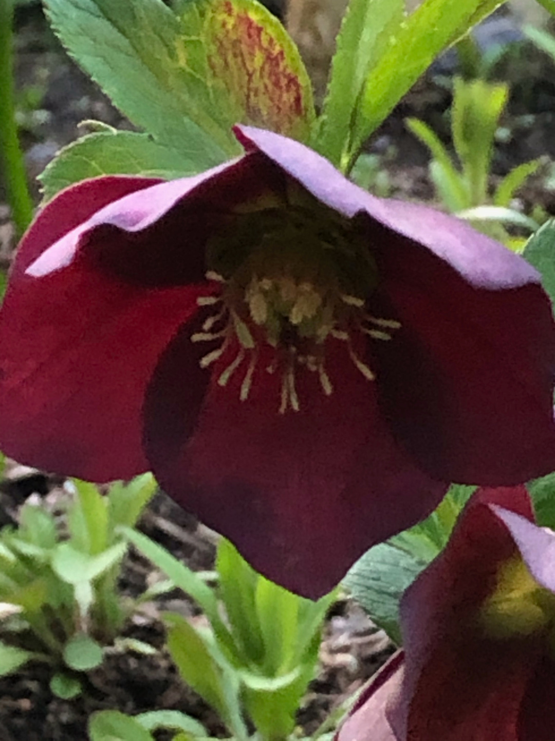 dark pink hellebore